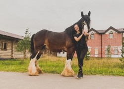 Общие рекомендации по содержанию, кормлению и ветеринарным процедурам лошадей 