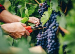 Виноград из семян: можно ли стать Мичуриным? 