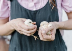 Важные вопросы до покупки цыплят 