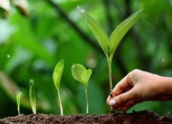 Что такое стимуляторы роста растений 