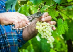 Вредные работы на винограднике 
