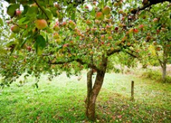 Нужно ли кормить старую яблоню? 