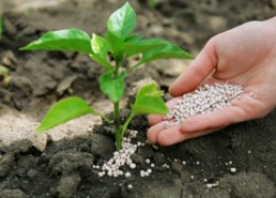 Роль калиевой селитры в росте и развитии рассады 
