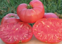 Ребристый гигант весом до двух килограммов – томат сорта Брутус 