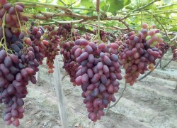 Какие сорта винограда предлагает Азия 