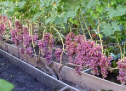 Можно ли высаживать рядом разные сорта винограда 