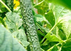Мегаурожайные огурцы Драго F1 – для зимних и весенних салатов 