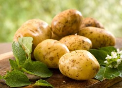Не съедят картошку вредители (Табу) 