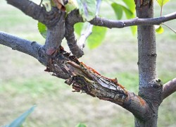 Цитоспороз, черный рак и другие «прелести», способные за пару лет убить деревья 