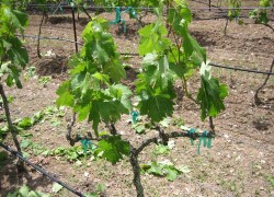 Можно ли из слабого саженца вырастить полноценный куст винограда 