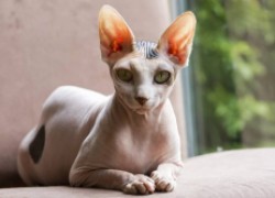 Царственные голыши: кошки-сфинксы 