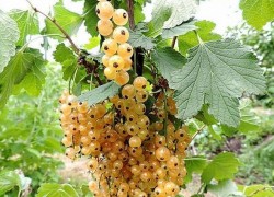 Смородина золотистая: хитрости неприхотливой ягоды 