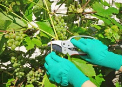 Нужно ли прореживать грозди у винограда? 