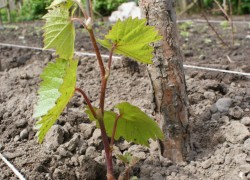 Об основных ошибках при посадке саженцев винограда 