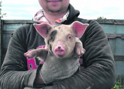 Екатерина и Алексей Поповы: Выгодно ли держать свиней? 