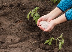 Какие удобрения лучше вносить в лунки при посадке 