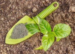Дефицит фосфора ограничивает рост и снижает урожайность 