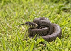 Осторожно: змеи на пастбище 