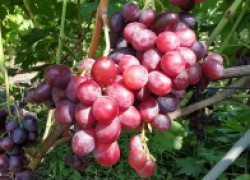 Сорта винограда от Эвереста до Эталона 