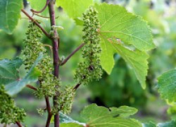 Виноград после цветения: что повлияет на урожай 