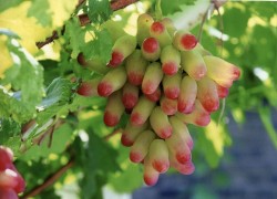 Личное мнение о винограде Маникюр Фингер 