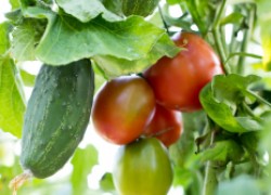 Почему чернеют листья у помидоров и огурцов 
