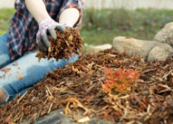 И красиво, и полезно, и сорняки не растут: мульча из сосновой коры 