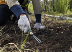 Три способа обеззараживания почвы после уборки урожая 