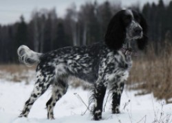 Русский охотничий спаниель – непревзойденный охотник по птице 