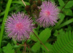 Цветы мимозы: фото и описание