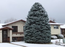 Как пересаживать крупномерные деревья в зимний период года