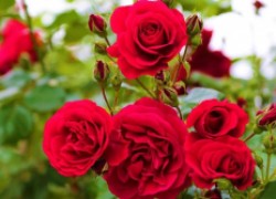 Правила посадки розы саженцами