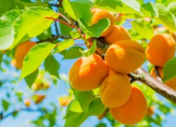 Два способа вырастить абрикос: саженец и косточка