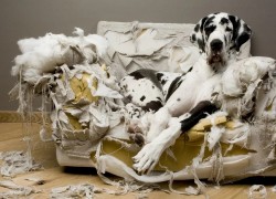 Кошка или собака портят мебель: что делать