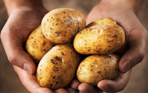 что значит вырождение сорта картофеля
