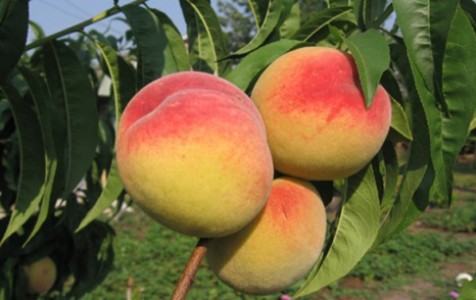 5 лучших сортов персика