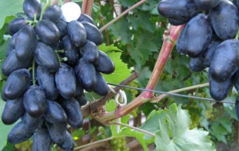 Виноград велика фото и описание