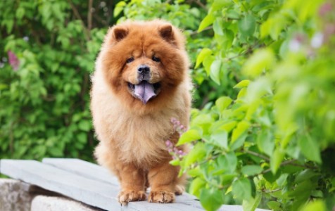 Синий язык у собаки: норма или отклонение