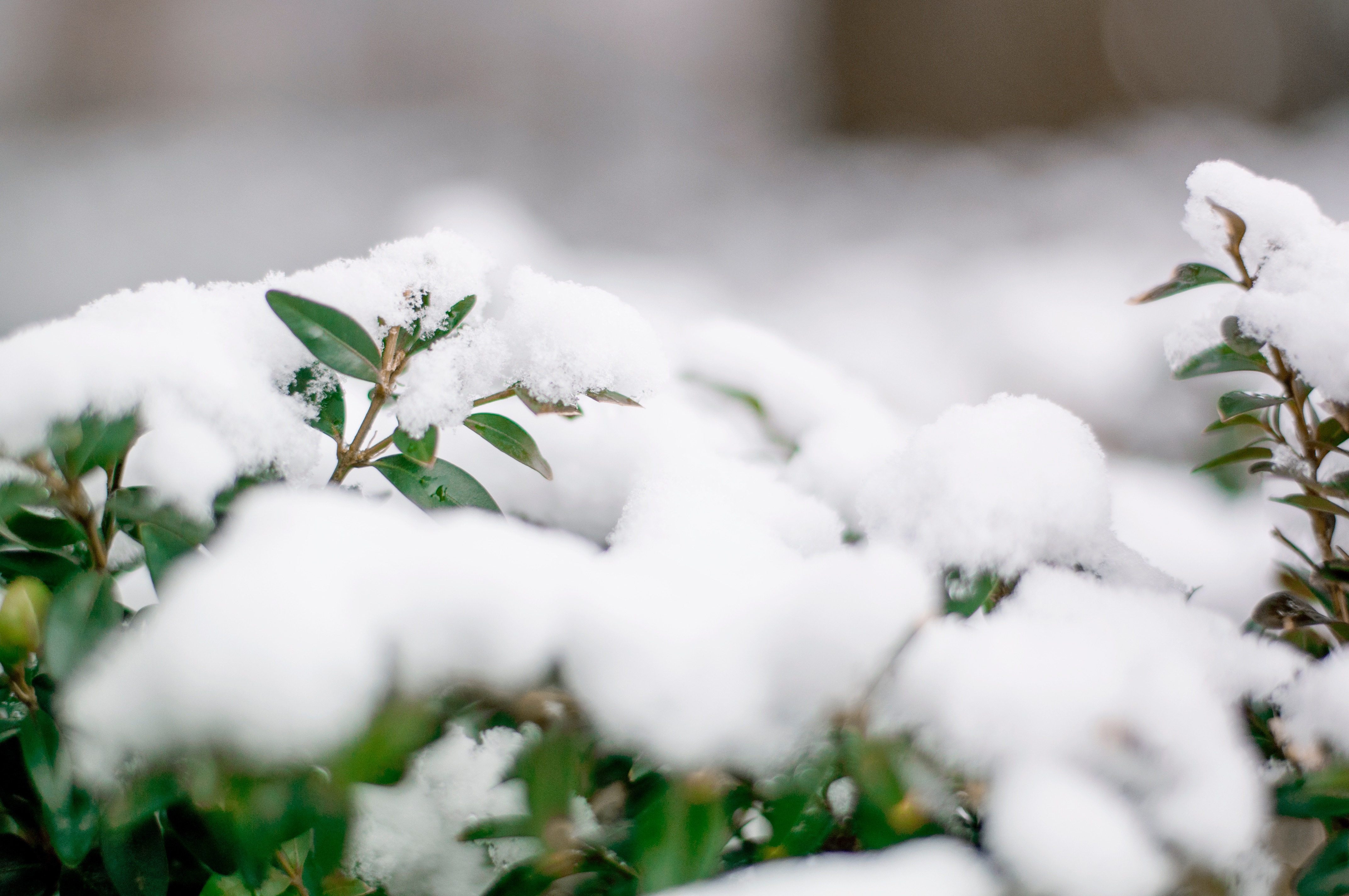 Snow blossom. Растения под снегом. Трава под снегом. Растения зимой. Растения под снегом зимой.