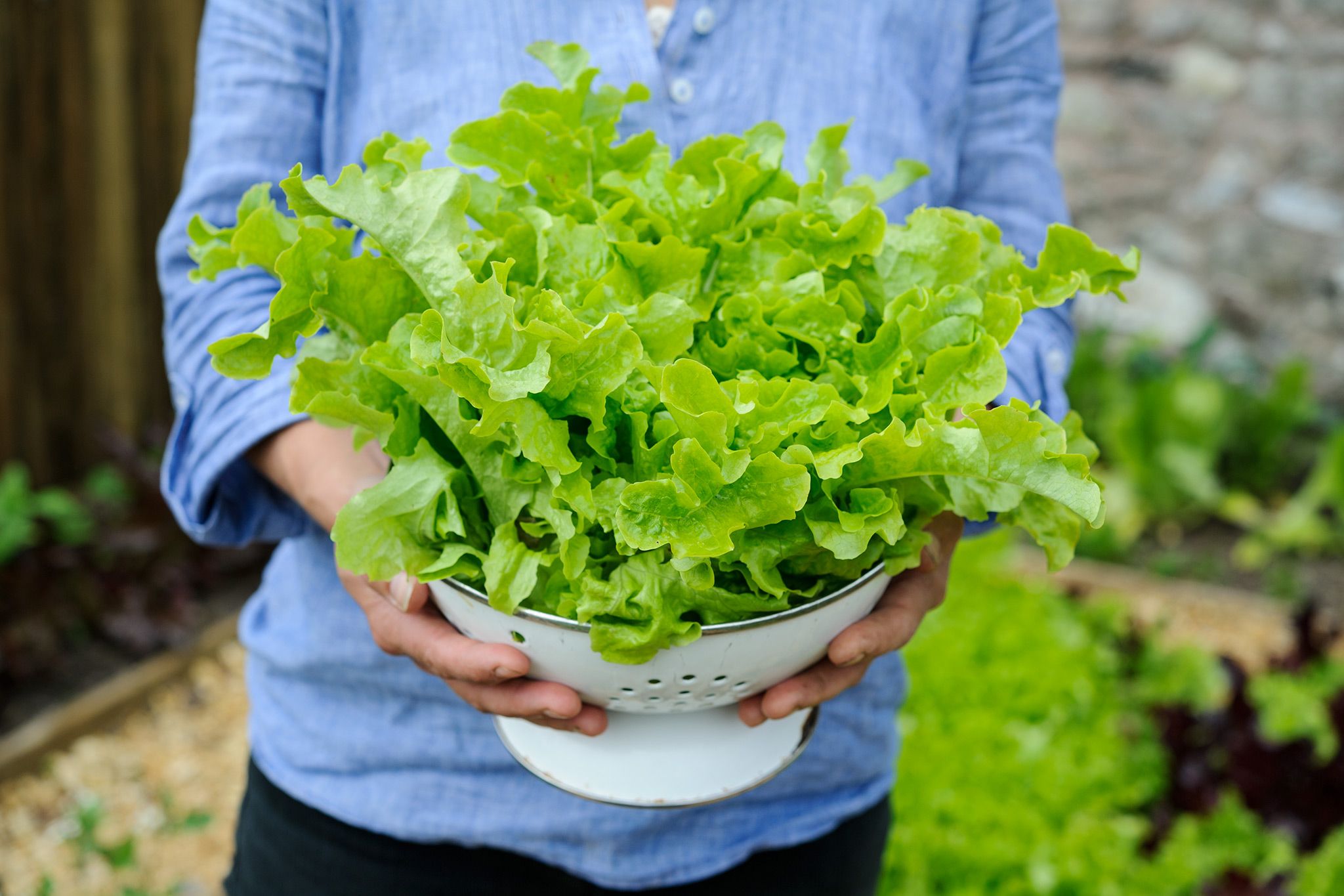 Выращивание листового салата