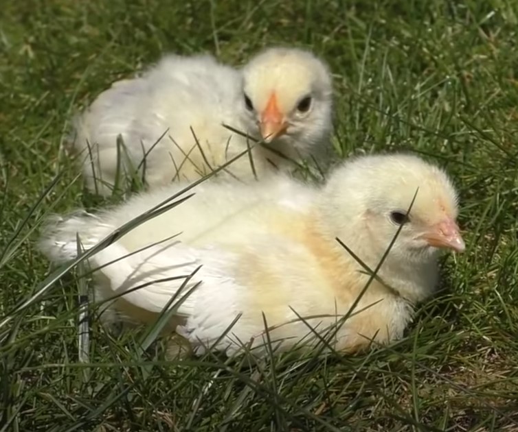 Размещение цыплят в брудере