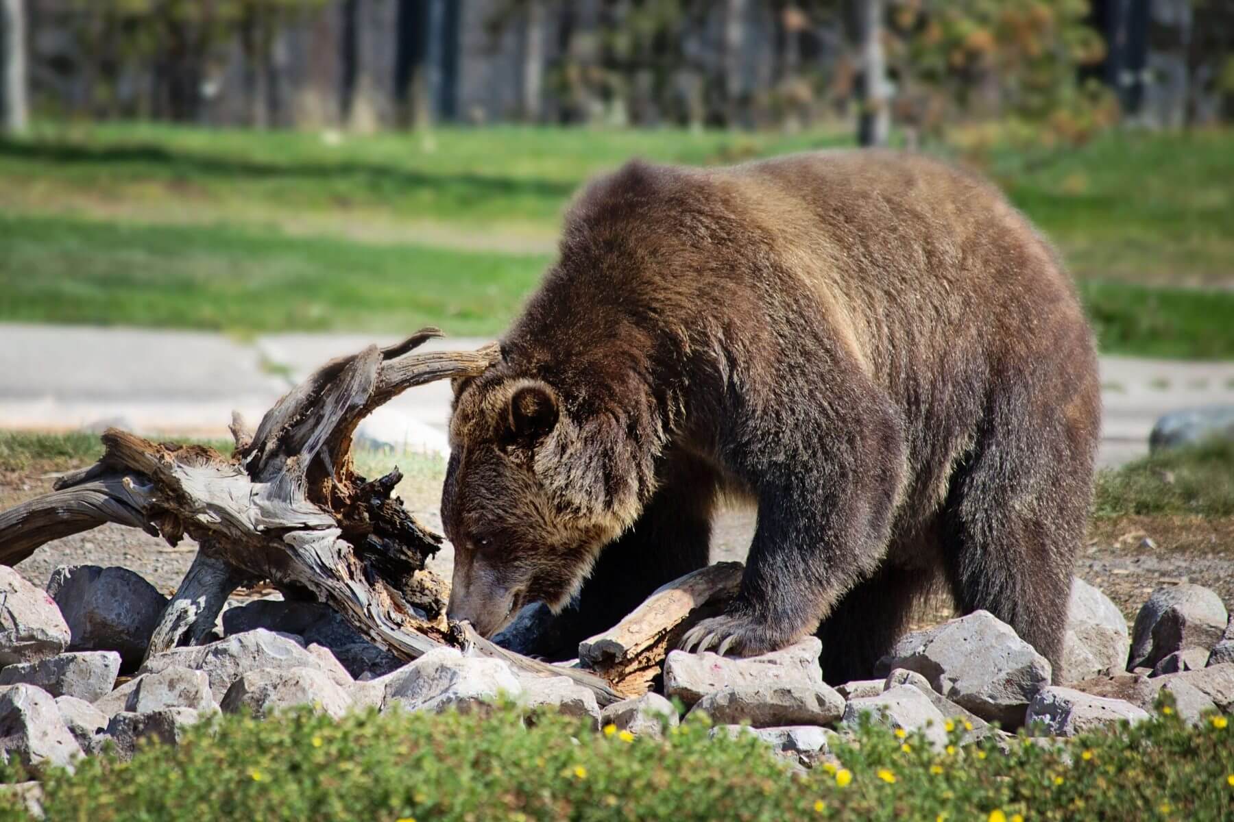Медведь силен и. Бурый медведь Забайкальского края. Бурый медведь в Тюменской области. Медведь в деревне.