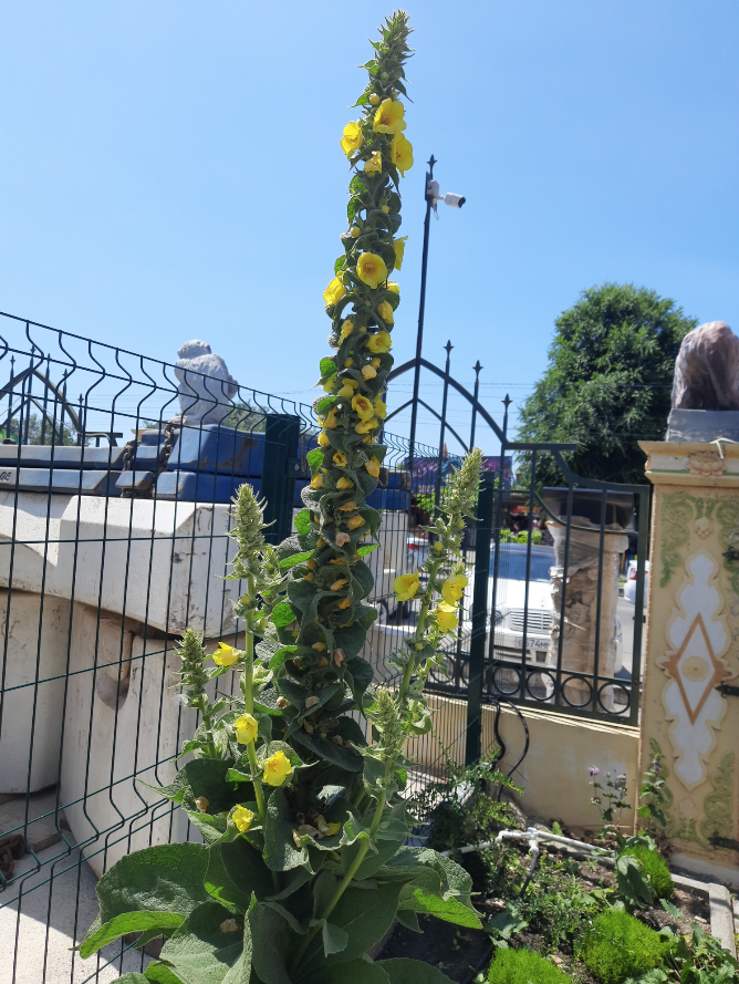 Коровяк обыкновенный (Verbascum thapsus L.)