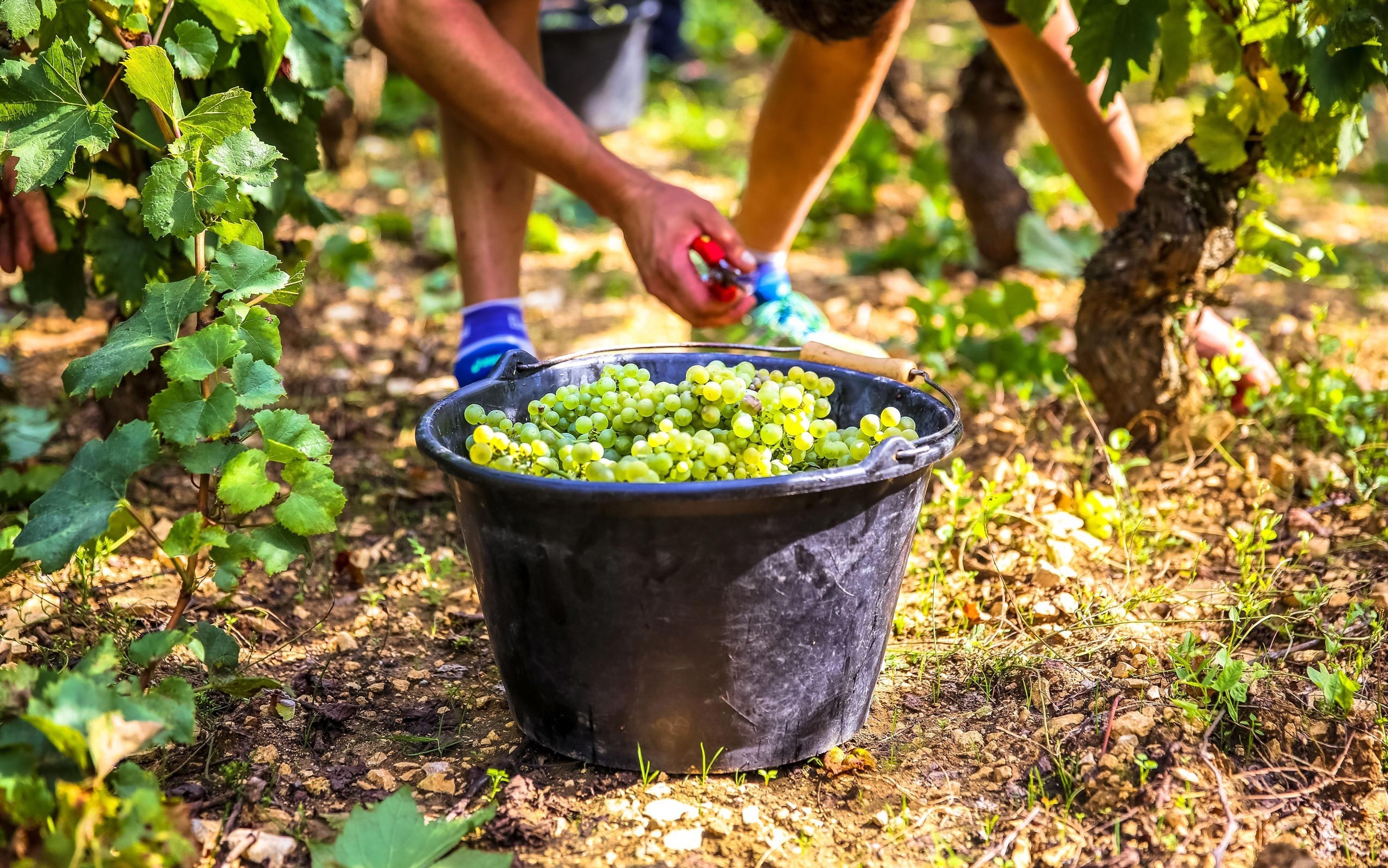 Можно ли поливать виноград. Полив виноградников. Виноделие инновации. Поливают виноградник. Поливают ли виноградники.
